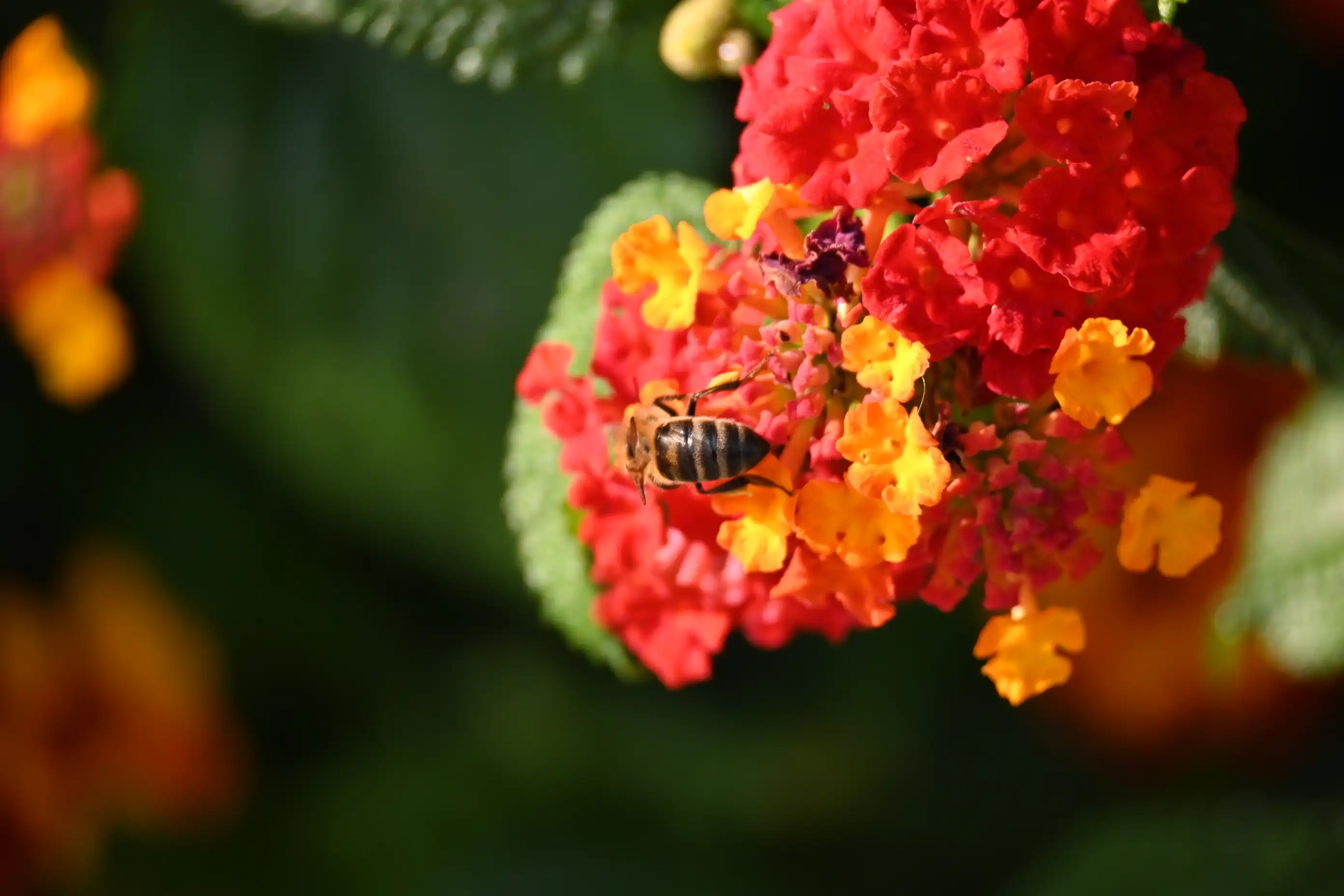 Padroneggiare la Fotografia Macro: Insetti, Fiori e il Confronto tra Sensori