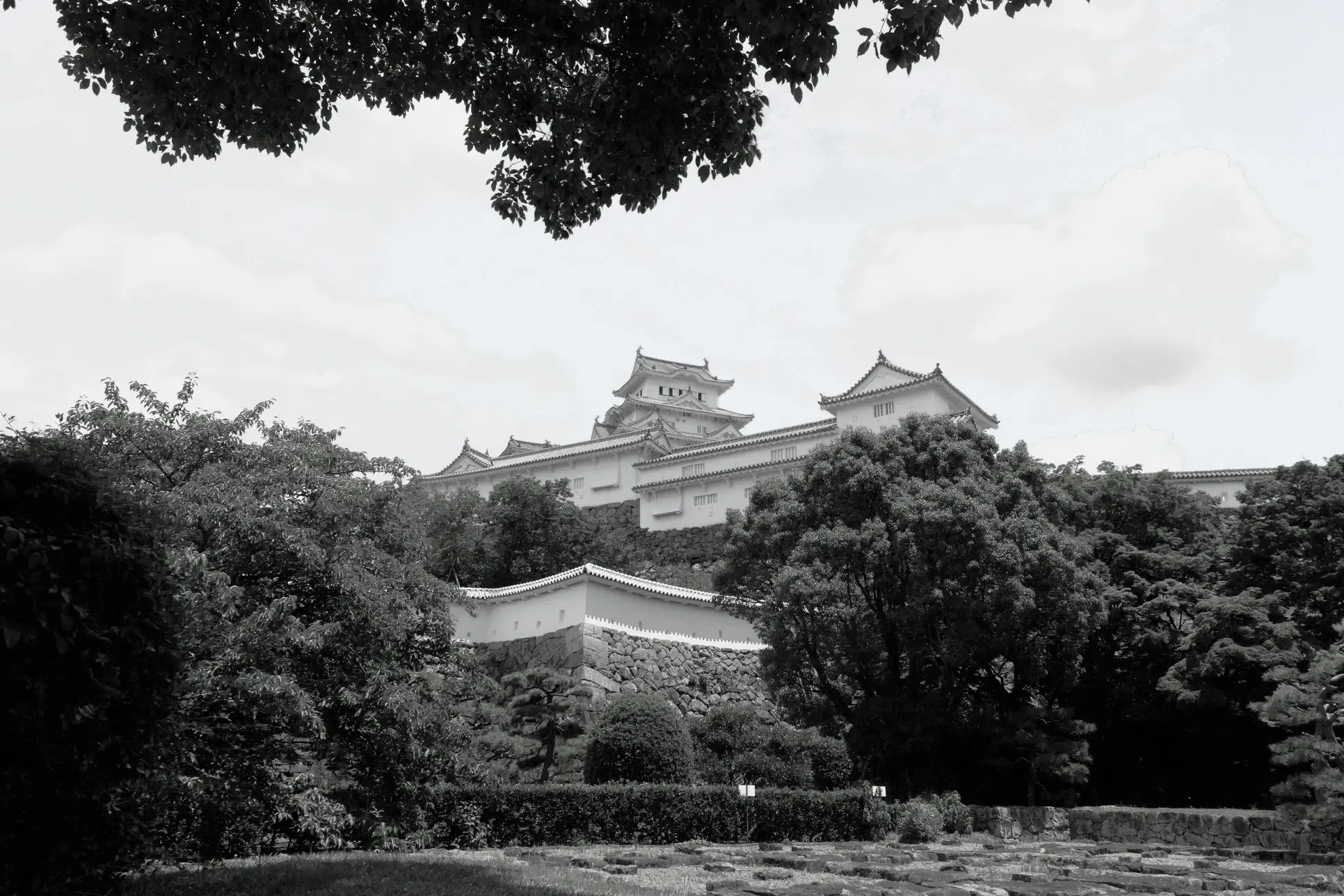 Kodak T-Max 100 preview